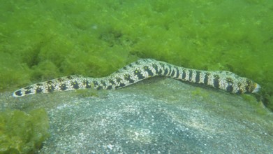 A speckled moray eel, star spotted moray eel (Echidna nebulosa), moving across the seabed, dive