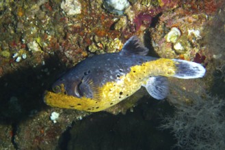 Blackspotted pufferfish (Arothron nigropunctatus) in the wreck of the USAT Liberty, dive site USAT