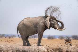 African elephant (Loxodonta africana), bathing at a waterhole, spraying water from its trunk, Nxai