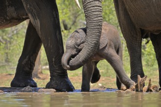 African elephant (Loxodonta africana), young animal, with mother, baby elephant, calf, at the