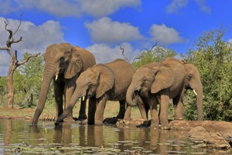 African elephant (Loxodonta africana), adult, juvenile, group with juveniles, at the water,