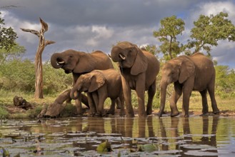 African elephant (Loxodonta africana), adult, juvenile, group, at the water, drinking, Kruger