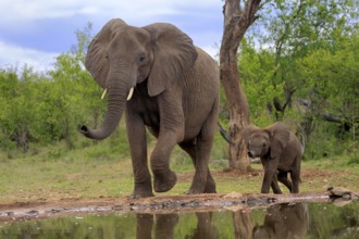 African elephant (Loxodonta africana), juvenile, mother, adult, female, mother with juvenile, at