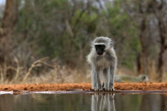 Vervet Monkey (Chlorocebus pygerythrus), adult, drinking, at the water, Kruger National Park,