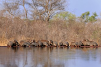 Zebra mongoose (Mungos mungo), adult, group, at the water, drinking, Kruger National Park, Kruger