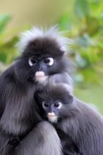 Dusky leaf monkey (Trachypithecus obscurus), mother, young animal, portrait, Malaysia, Asia