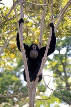 Siamang (Symphalangus syndactylus), adult calling on tree, brachiation, swinging, Southeast Asia