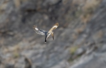 Pied kingfisher (Ceryle rudis) in flight hunting for fish, Kruger National Park, South Africa,