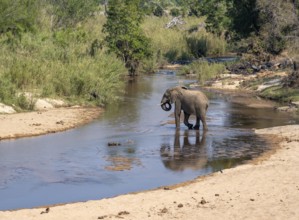 African elephant (Loxodonta africana), crossing a river, Kruger National Park, South Africa, Africa