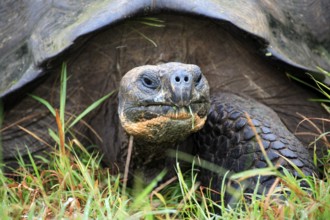 Galapagos giant tortoise (Geochelone niger), adult, portrait, attentive, Galapagos Islands,