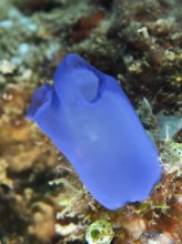 Blue Sea Squirt (Clavelina coerulea) on a coral reef in the sea, dive site Prapat, Penyapangan,