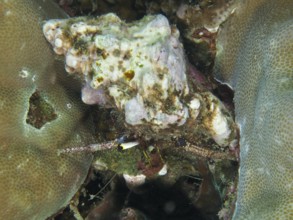 Dark-kneed hermit crab (Dardanus lagopodes) among corals, dive site Spice Reef, Penyapangan, Bali,