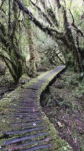 Wooden path in Pumalin National Park, carretera austral, Patagonia, Chile, South America