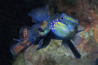 Mating pair of mandarinfish (Synchiropus splendidus) lyrefish left small female specimen right