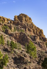 Pine forest around the summit of Pico de las Nieves, Gran Canaria, Canary Islands, Spain, Europe