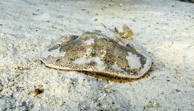 Electric ray (Torpedo marmorata) Electric ray lying on sandy seabed looking at viewer head-on,