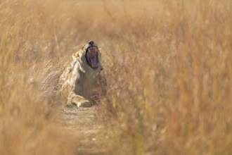 Lioness (Pantera leo) horizontal portrait. Female wild animal with wide open mouth showcasing her