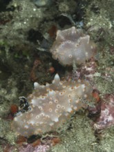 Two nudibranchs, Batangas Halgerda (Halgerda batangas), in the coral reef with orange-speckled skin