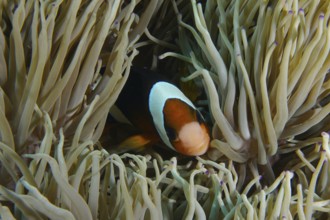 A Clark's anemonefish (Amphiprion clarkii) hiding in a sea anemone under water, dive site SD, Nusa