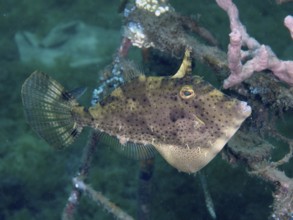 An algae filefish (Pseudomonacanthus macrurus), files swimming between corals in clear water, dive