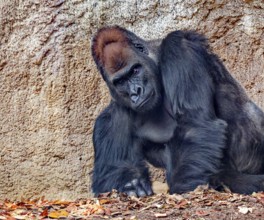 Western lowland gorilla (Gorilla gorilla gorilla), animal portrait, adult, male, silverback,