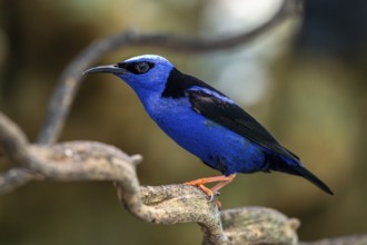 Red legged Honeycreeper (Cyanerpes cyaneus), Aviario Nacional de Colombia, Via Baru, Province of