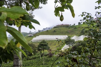 Cocora Valley, Salento, Quindio, Colombia, South America