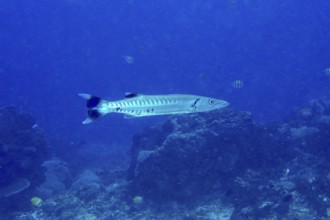 A Great barracuda (Sphyraena barracuda) swimming in the vastness of the ocean, dive site PED, Nusa