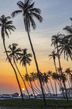 Coconut palms (Cocos nucifera) at sunset on the beach of Salalah, Dhofar Province, Arabian