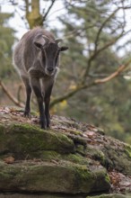 One female Himalayan Tahr (Hemitragus jemlahicus) standing in a forest. Green and yellow forest in