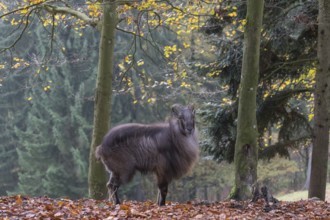 One male Himalayan Tahr (Hemitragus jemlahicus) standing in a forest. Green and yellow forest in