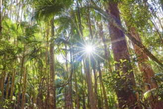 Landscape of piccabeen palm trees (Archontophoenix cunninghamiana) in a rainforest on an early