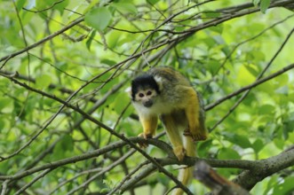 A small monkey with yellow and black fur sits on a branch in the dense greenery, Guyana skull