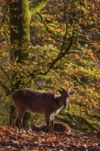 A female Himalayan tahr (Hemitragus jemlahicus) is backlit in a forest. In the background is a