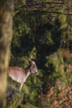 A female Himalayan tahr (Hemitragus jemlahicus) stands on a rocky slope. A dense autumnal forest is