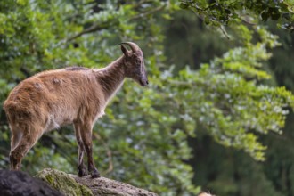 A female Himalayan tahr (Hemitragus jemlahicus) stands on a rock. A dense forest is in the