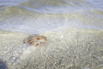 Fire jellyfish in the sea off Borkum, 22/07/2024