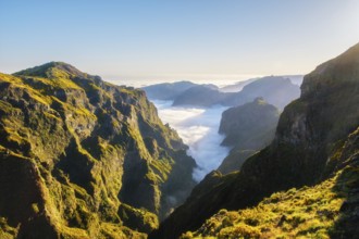 Aerial view at Pico do Arieiro of mountains over clouds with blooming Cytisus shrubs on sunset with