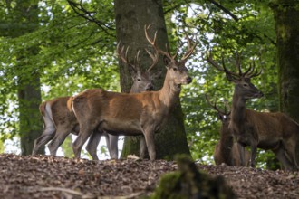 Red deer (Cervus elaphus), Vulkaneifel, Rhineland-Palatinate, Germany, Europe