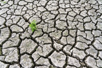 Dry soil, cracked, only a few weeds growing out of the ground, dried-up riverbed, in a side arm of