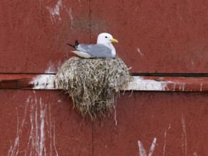 Black-legged kittiwake (Rissa tridactyla), breeding bird on nest, built on fishing harbour