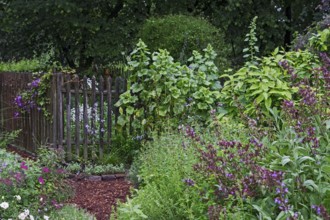 Perennial bed with various perennials after a rain shower, North Rhine-Westphalia, Germany, Europe