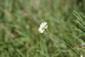 Marguerites (Leucanthemum), Flower, Blossom, The blossom of a single daisy against a green