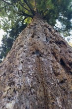 Sequoia (Sequoioideae), tree trunk, bark, nature, tree, plant, old, Piesberg, Osnabrück, Germany,