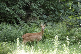 European roe deer (Capreolus capreolus), female, animal, wild, summer, Germany, A doe stands in the