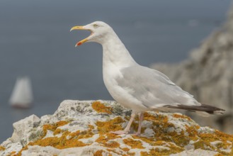 Herringgull (Larus argentatus) screaming on a rock at the edge of a cliff. Camaret, Crozon,