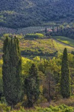 Hilly landscape, cypress (Cupressus), olive, olive tree (Olea europaea), sunlight, evening sun,