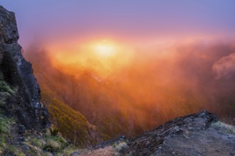 Mountains on sunset covered in fog and clouds with blooming Cytisus shrubs. Near Pico de Arieiro,