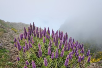 View near Pico do Arieiro of mountains in clouds with Pride of Madeira flowers and blooming Cytisus