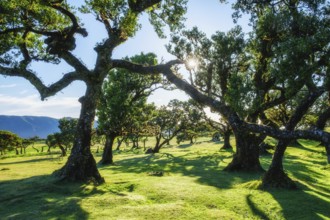 Centuries-old til trees in fantastic magical idyllic Fanal Laurisilva forest on sunset. Madeira